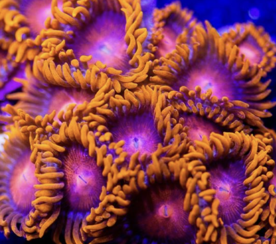 Bam Bam Zoa Frag